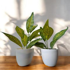 Evergreen Artificial Plant in Elegant White Plastic Pot by Pots O Crops